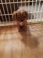 Sugarfoot, a female Cavalier King Charles Spaniel for sale in Tarentum, PA – Photo 2 of 8