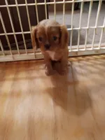 Sugarfoot, a female Cavalier King Charles Spaniel for sale in Tarentum, PA – Photo 3 of 8