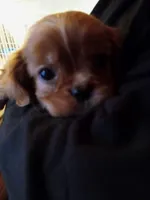 Sugarfoot, a female Cavalier King Charles Spaniel for sale in Tarentum, PA – Photo 6 of 8