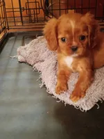 Sugarfoot, a female Cavalier King Charles Spaniel for sale in Tarentum, PA – Photo 7 of 8