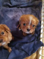 Sugarfoot, a female Cavalier King Charles Spaniel for sale in Tarentum, PA – Photo 1 of 8