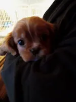 Sugarfoot, a female Cavalier King Charles Spaniel for sale in Tarentum, PA – Photo 5 of 8