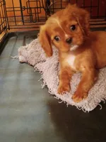 Sugarfoot, a female Cavalier King Charles Spaniel for sale in Tarentum, PA – Photo 4 of 8