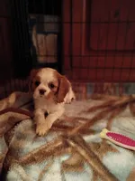 Patches, a female Cavalier King Charles Spaniel for sale in Tarentum, PA – 3 of 3