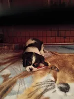 Tony, a male Cavalier King Charles Spaniel for sale in Tarentum, PA – 3 of 3