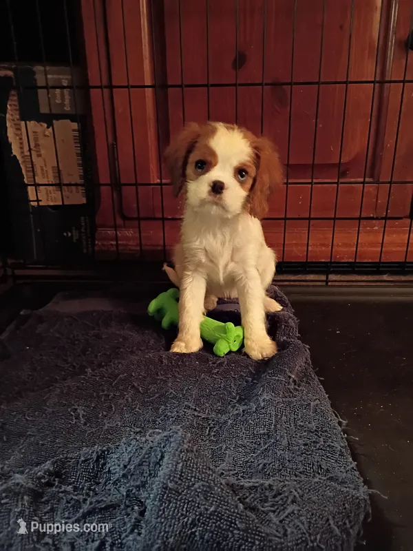 Peaches  – Cavalier King Charles Spaniel puppy for sale in Tarentum, PA