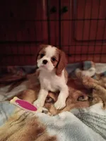 Tommy , a male Cavalier King Charles Spaniel for sale in Tarentum, PA – 3 of 5