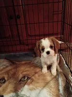 Tommy , a male Cavalier King Charles Spaniel for sale in Tarentum, PA – 5 of 5