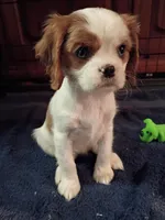 Peaches , a female Cavalier King Charles Spaniel for sale in Tarentum, PA – 4 of 4
