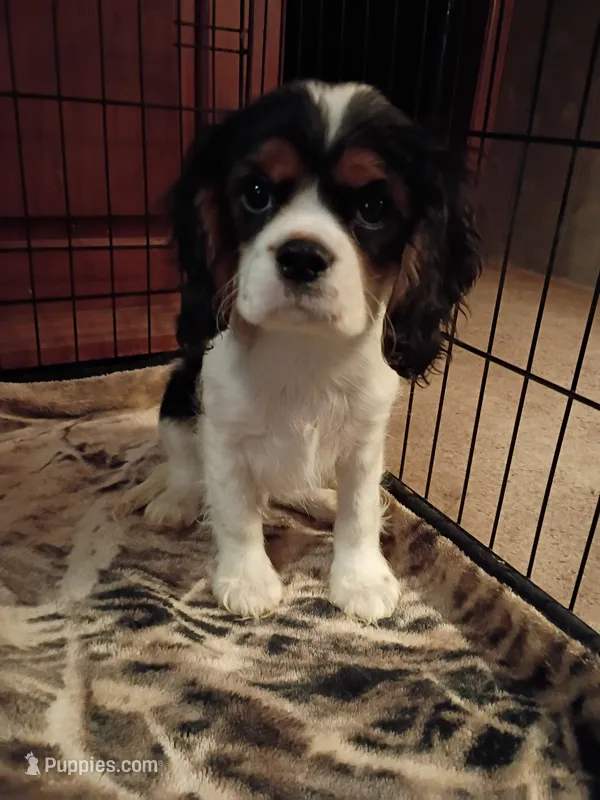 Tank – Cavalier King Charles Spaniel puppy for sale in Tarentum, PA