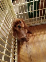 Charlie, a male Cavalier King Charles Spaniel for sale in Tarentum, PA – Photo 6 of 7