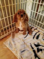 Charlie, a male Cavalier King Charles Spaniel for sale in Tarentum, PA – Photo 4 of 7
