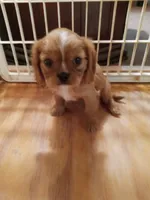 Charlie, a male Cavalier King Charles Spaniel for sale in Tarentum, PA – Photo 2 of 7