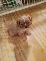 Charlie, a male Cavalier King Charles Spaniel for sale in Tarentum, PA – Photo 1 of 7