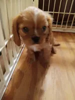 Charlie, a male Cavalier King Charles Spaniel for sale in Tarentum, PA – Photo 3 of 7