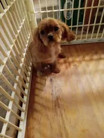 Charlie, a male Cavalier King Charles Spaniel for sale in Tarentum, PA – Photo 5 of 7