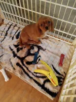 Charlie, a male Cavalier King Charles Spaniel for sale in Tarentum, PA – Photo 7 of 7