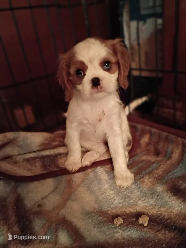 Peaches  – Cavalier King Charles Spaniel puppy for sale in Tarentum, PA