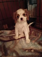 Peaches , a female Cavalier King Charles Spaniel for sale in Tarentum, PA – 1 of 4
