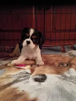 Tony, a male Cavalier King Charles Spaniel for sale in Tarentum, PA – 2 of 3