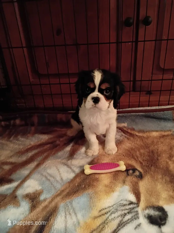 Tony – Cavalier King Charles Spaniel puppy for sale in Tarentum, PA