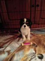 Tony, a male Cavalier King Charles Spaniel for sale in Tarentum, PA – 1 of 3