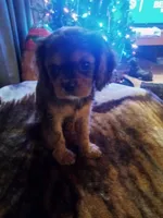 Fudge, a female Cavalier King Charles Spaniel for sale in Tarentum, PA – Photo 3 of 10