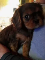 Fudge, a female Cavalier King Charles Spaniel for sale in Tarentum, PA – Photo 2 of 10