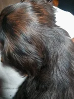 Fudge, a female Cavalier King Charles Spaniel for sale in Tarentum, PA – Photo 8 of 10