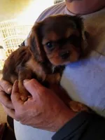 Fudge, a female Cavalier King Charles Spaniel for sale in Tarentum, PA – Photo 4 of 10