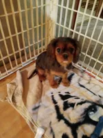 Fudge, a female Cavalier King Charles Spaniel for sale in Tarentum, PA – Photo 9 of 10