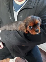 Fudge, a female Cavalier King Charles Spaniel for sale in Tarentum, PA – Photo 10 of 10