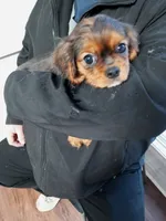 Fudge, a female Cavalier King Charles Spaniel for sale in Tarentum, PA – Photo 6 of 10