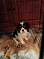 Tank, a male Cavalier King Charles Spaniel for sale in Tarentum, PA – 2 of 5