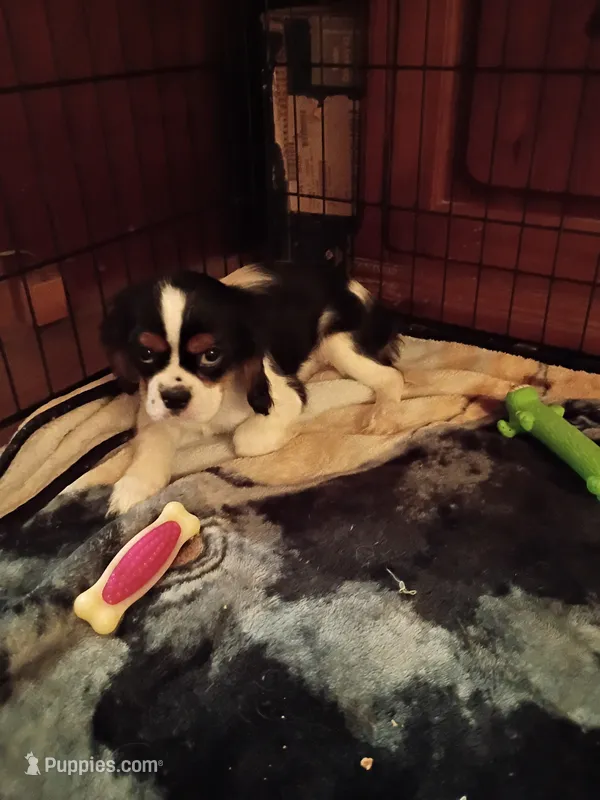 Tony – Cavalier King Charles Spaniel puppy for sale in Tarentum, PA
