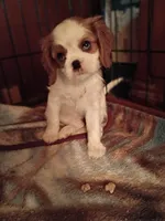 Peaches , a female Cavalier King Charles Spaniel for sale in Tarentum, PA – 2 of 4