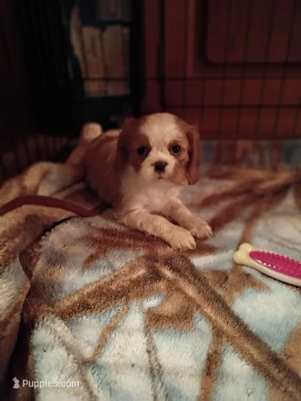 Patches – Cavalier King Charles Spaniel puppy for sale in Tarentum, PA