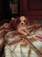 Patches, a female Cavalier King Charles Spaniel for sale in Tarentum, PA – 1 of 3
