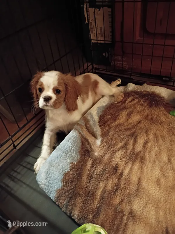 Patches – Cavalier King Charles Spaniel puppy for sale in Tarentum, PA