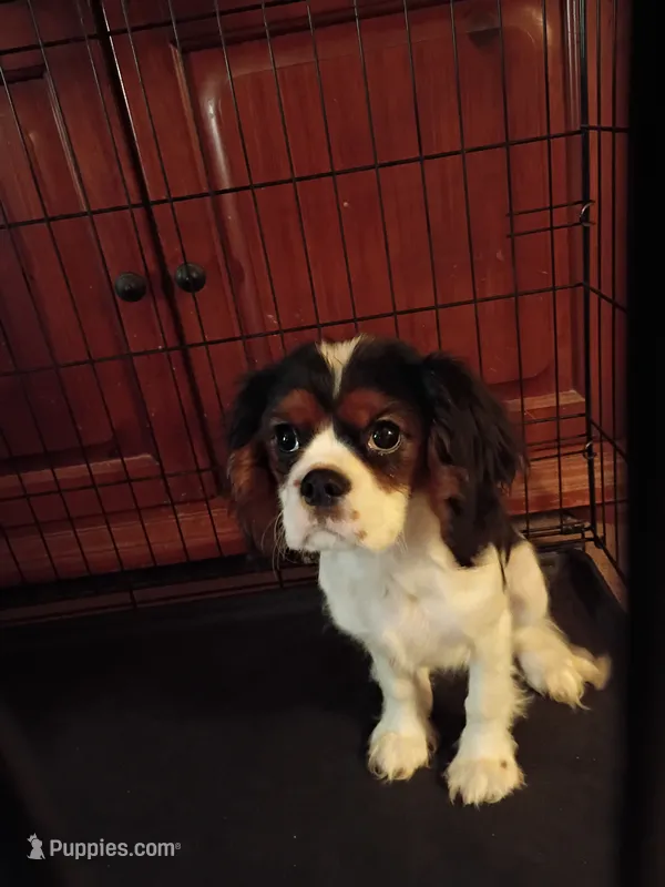 Tank – Cavalier King Charles Spaniel puppy for sale in Tarentum, PA