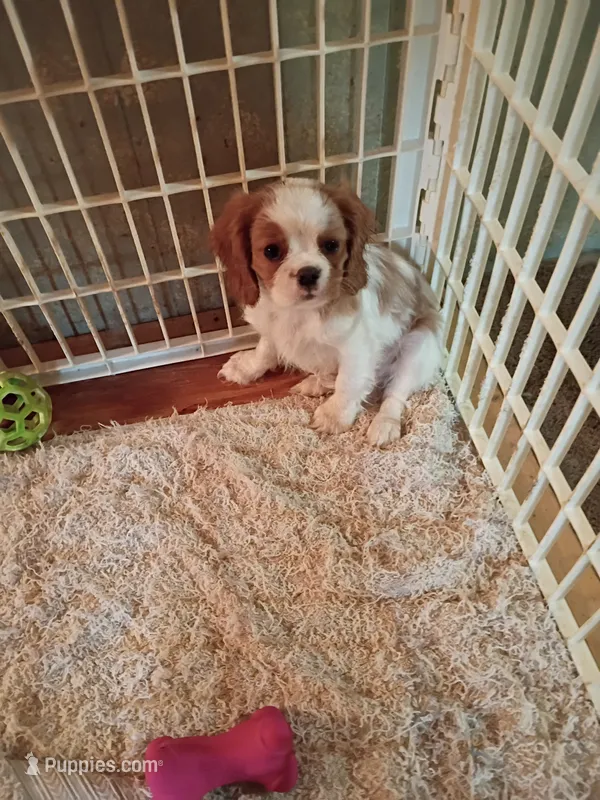 Patches – Cavalier King Charles Spaniel puppy for sale in Tarentum, PA