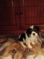 Tank, a male Cavalier King Charles Spaniel for sale in Tarentum, PA – 4 of 5
