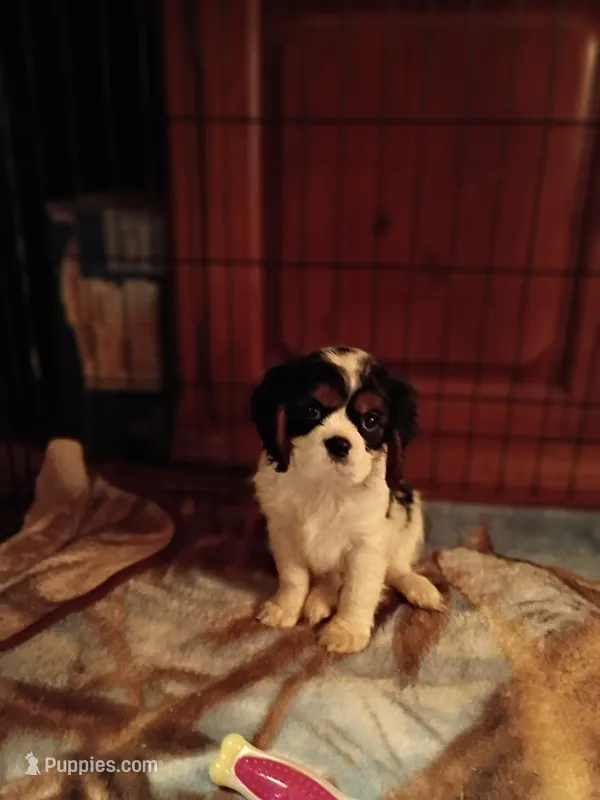 Tank – Cavalier King Charles Spaniel puppy for sale in Tarentum, PA