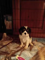 Tank, a male Cavalier King Charles Spaniel for sale in Tarentum, PA – 1 of 5