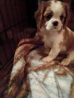 Tommy , a male Cavalier King Charles Spaniel for sale in Tarentum, PA – 2 of 5