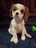 Peaches , a female Cavalier King Charles Spaniel for sale in Tarentum, PA – 3 of 4