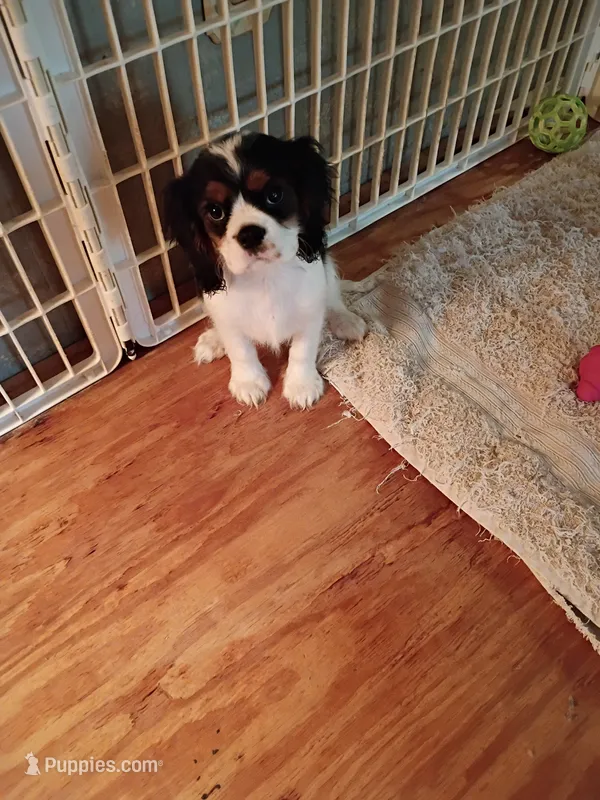 Tank – Cavalier King Charles Spaniel puppy for sale in Tarentum, PA