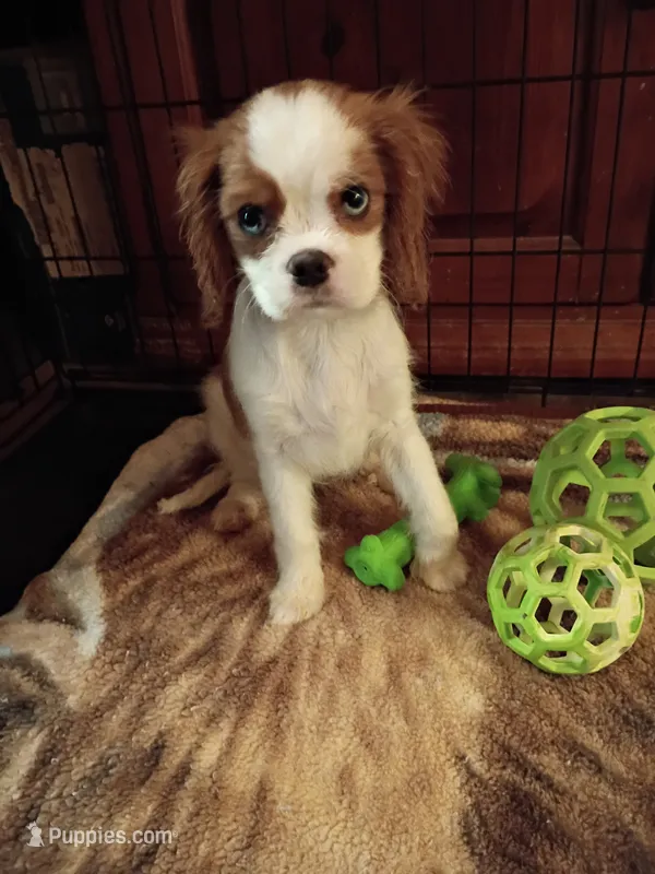 Peaches  – Cavalier King Charles Spaniel puppy for sale in Tarentum, PA