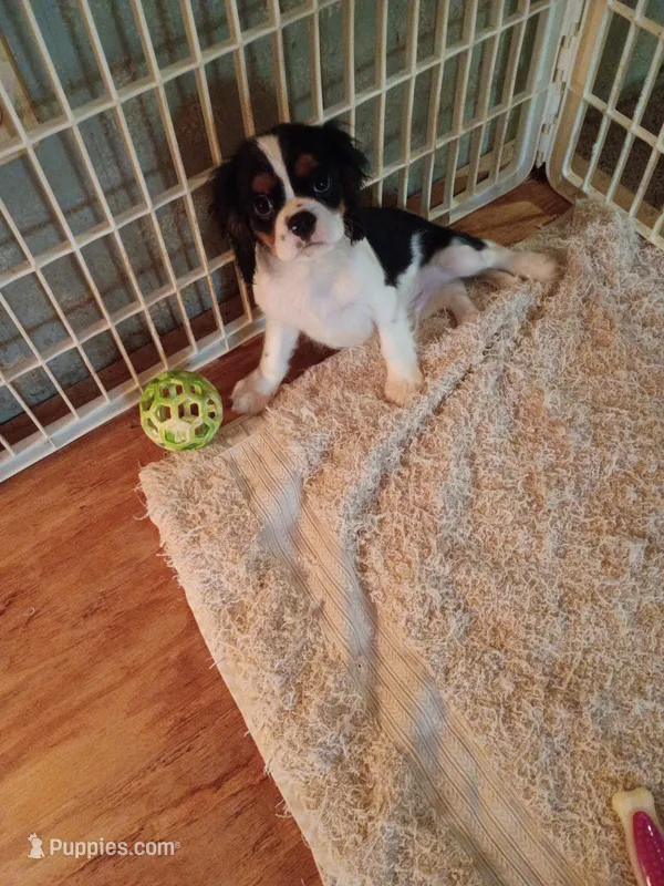 Tony – Cavalier King Charles Spaniel puppy for sale in Tarentum, PA