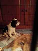 Tank, a male Cavalier King Charles Spaniel for sale in Tarentum, PA – 3 of 5